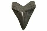 Fossil Megalodon Tooth - Polished Blade #339286-2